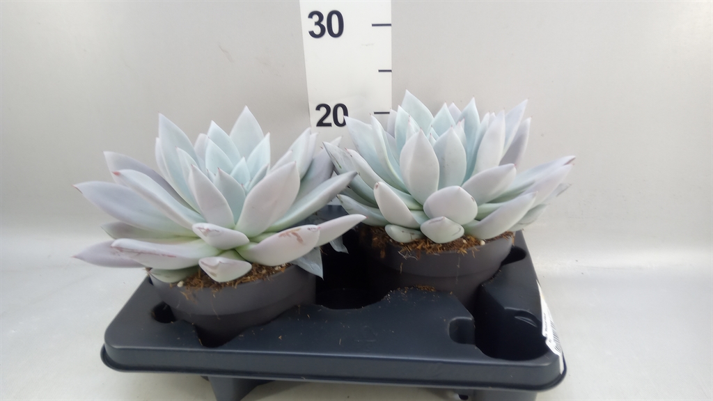 Echeveria Mexican Giant 17Ø 25cm