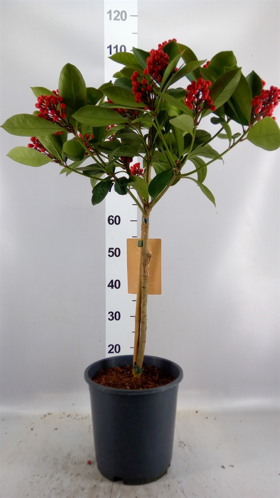 Skimmia Obsession 24Ø 115cm