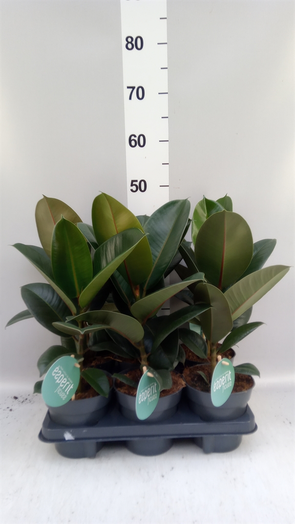 Ficus Robusta 14Ø 40cm
