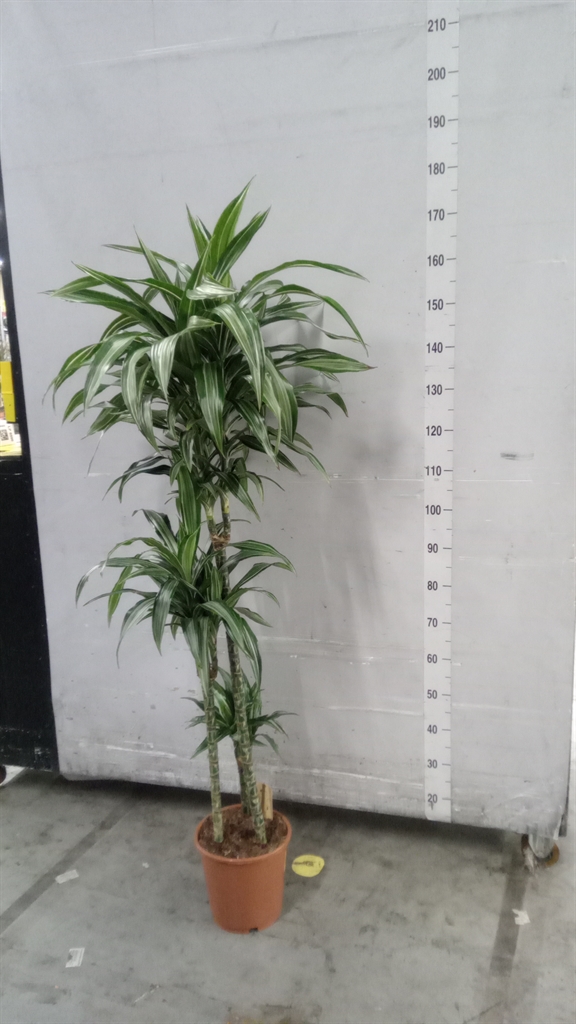 Dracaena Ulises 24Ø 160cm