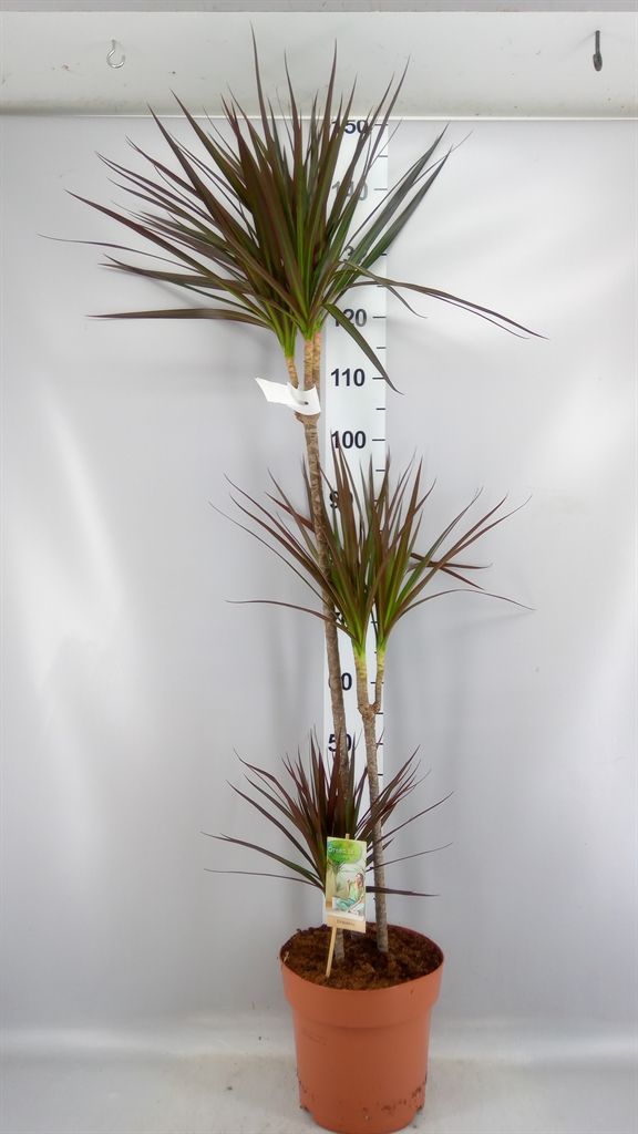 Dracaena Magenta 24Ø 140cm