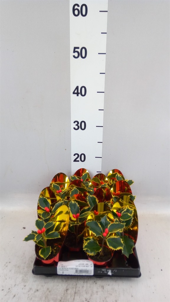 Ilex Aquifolium 20cm