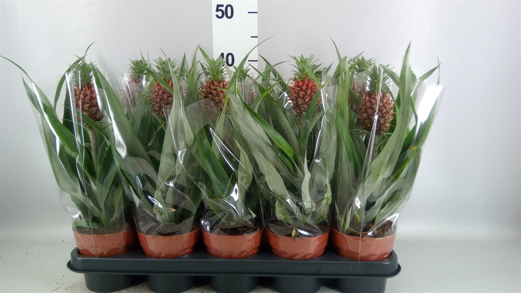 Ananas Rosita 12Ø 35cm