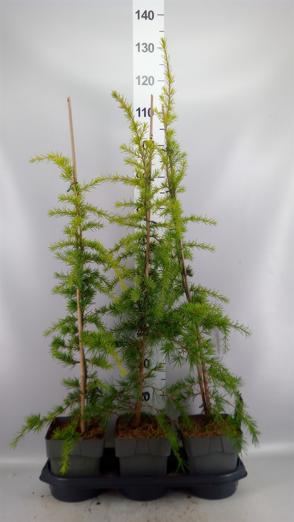 Cedrus Deodara 19Ø 100cm