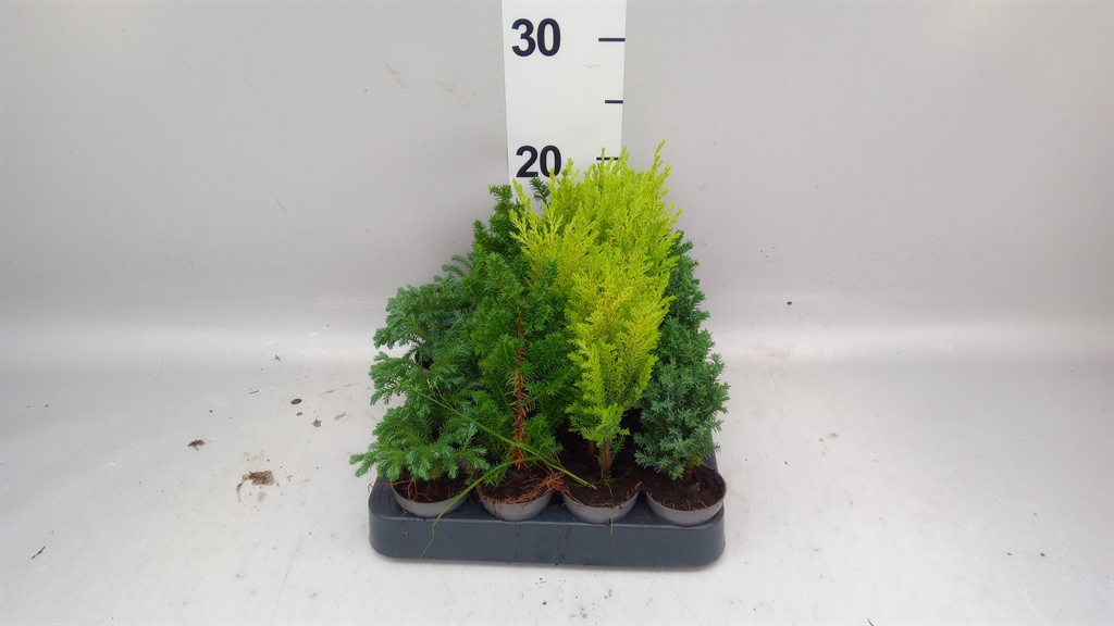 Chamaecyparis Woody World Mix 5Ø 15cm