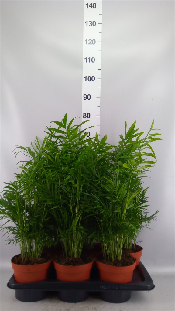 Chamaedorea Elegans 17Ø 65cm