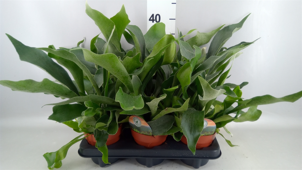 Platycerium Bifurcatum 12Ø 40cm