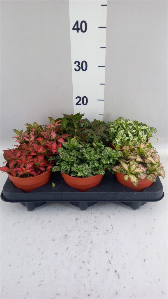 Fittonia Mix 12Ø 20cm