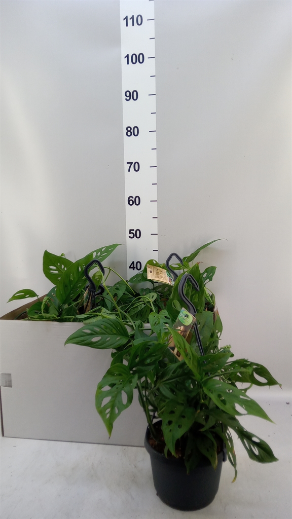 Monstera Adansonii 17Ø 40cm