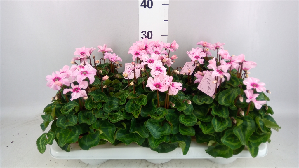 Cyclamen Persicum Illusia 13Ø 25cm