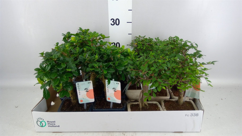 Bonsai Mix 12Ø 22cm