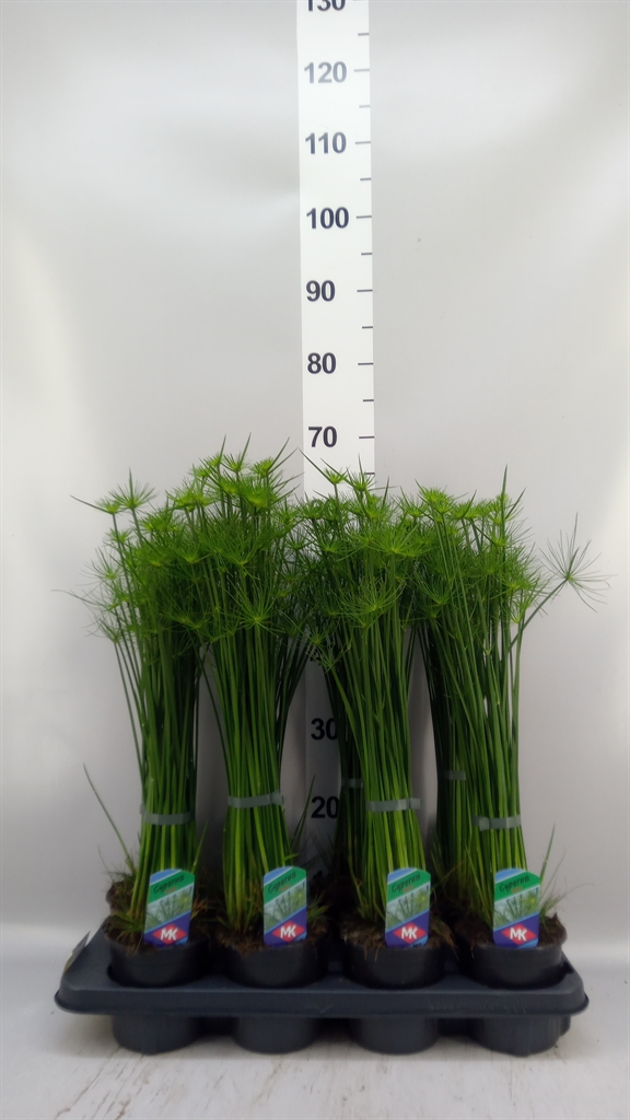 Cyperus Haspan 12Ø 55cm