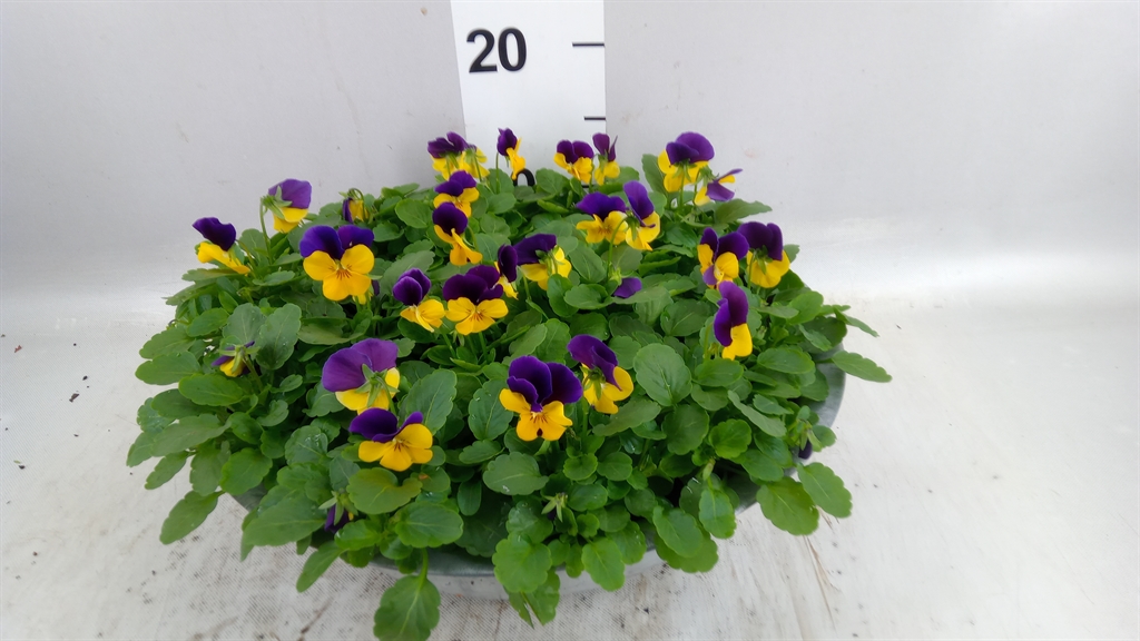 Vio Co Em L Pu Ju Up 33Ø 25cm