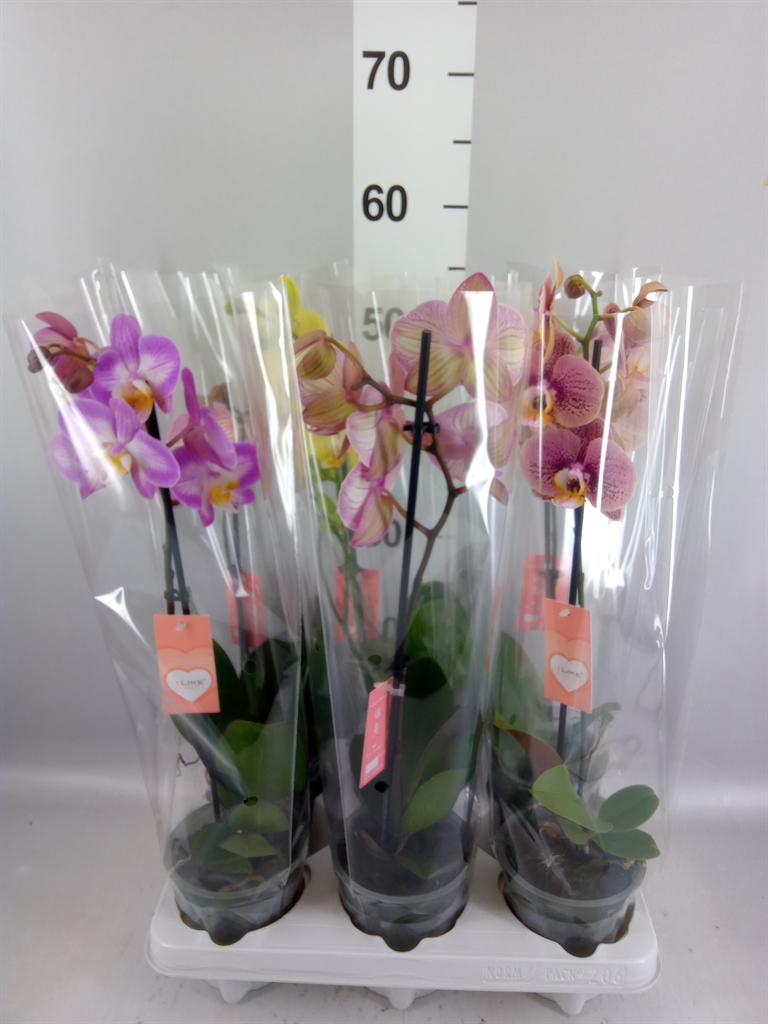 Phalaenopsis Mix 12Ø 45cm 1st