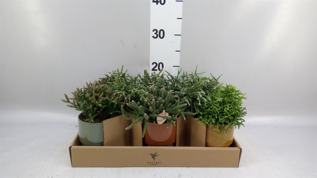 Rhipsalis Mix 9Ø 22cm
