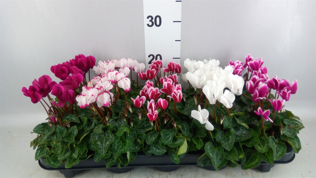 Cyclamen Super Serie Verano 9Ø 18cm
