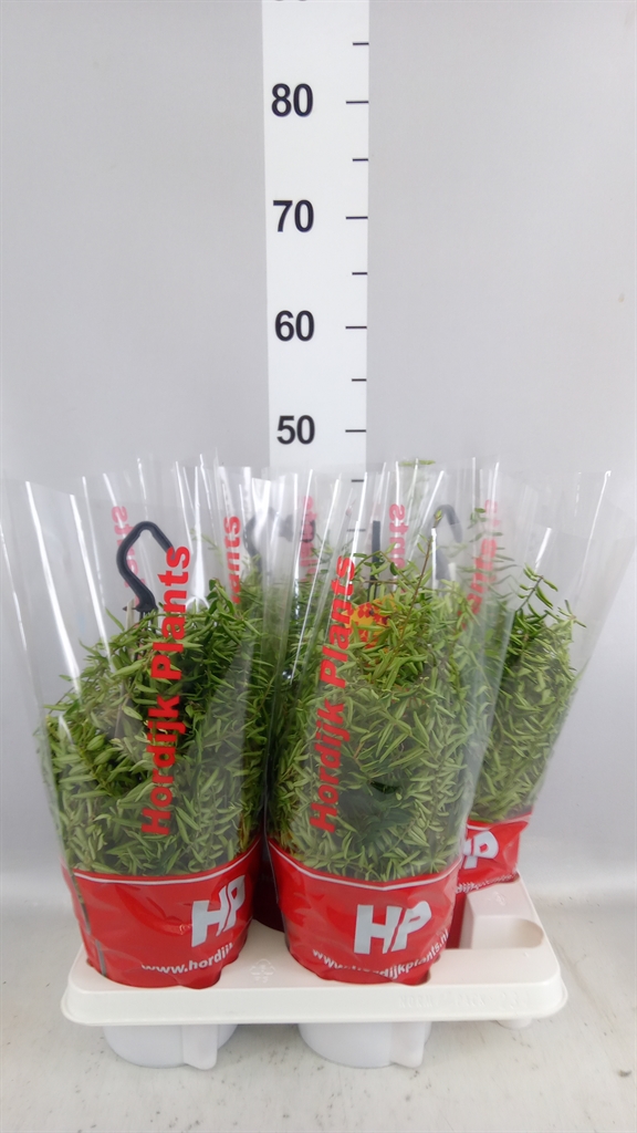 Aeschynanthus Green Star 15Ø 30cm