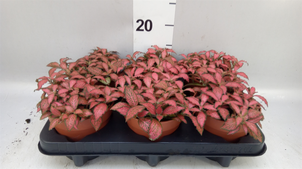 Fittonia Verschaffeltii Forest Flame 12Ø 20cm