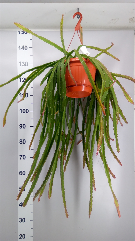Lepismium Cruciforme