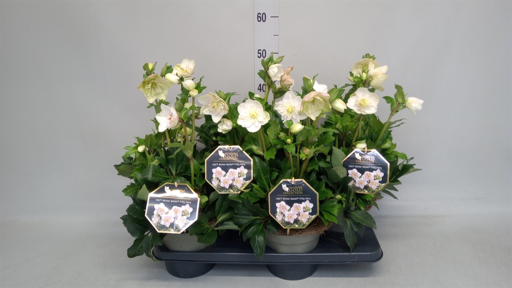 Hell Hgc Wb Fri Rosy 17Ø 40cm