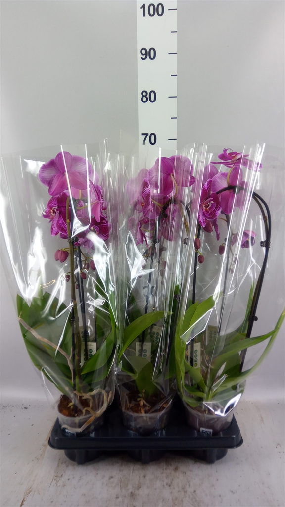 Phalaenopsis Cascade 12Ø 65cm 1st