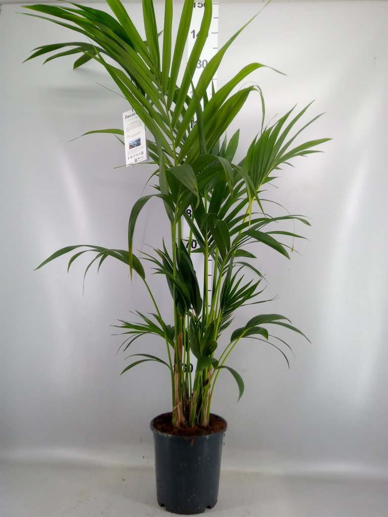Howea Forsteriana 21Ø 130cm
