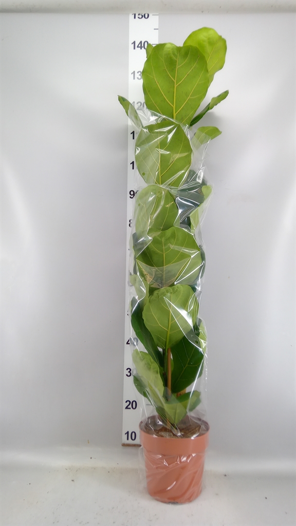 Ficus Lyrata 21Ø 120cm