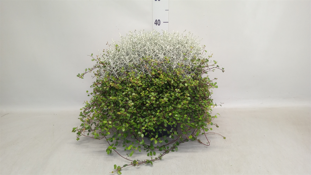 Leucophyta Brownii 23Ø 38cm
