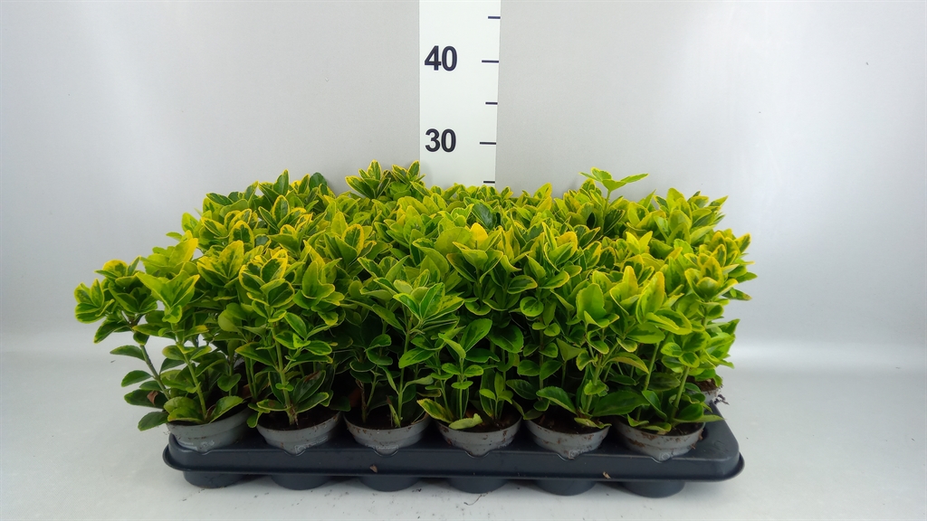 Euonymus Aureus 9Ø 19cm