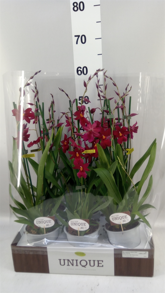 Burrageara Nelly Isler 12Ø 60cm