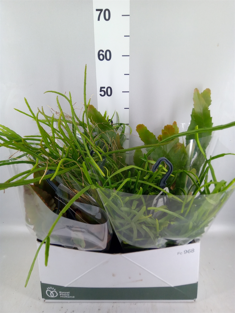 Rhipsalis Mix 14Ø 30cm
