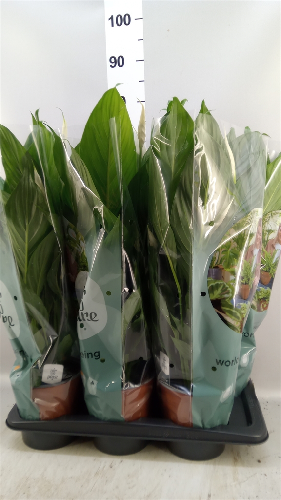 Spath Bingo Cupido 17Ø 70cm