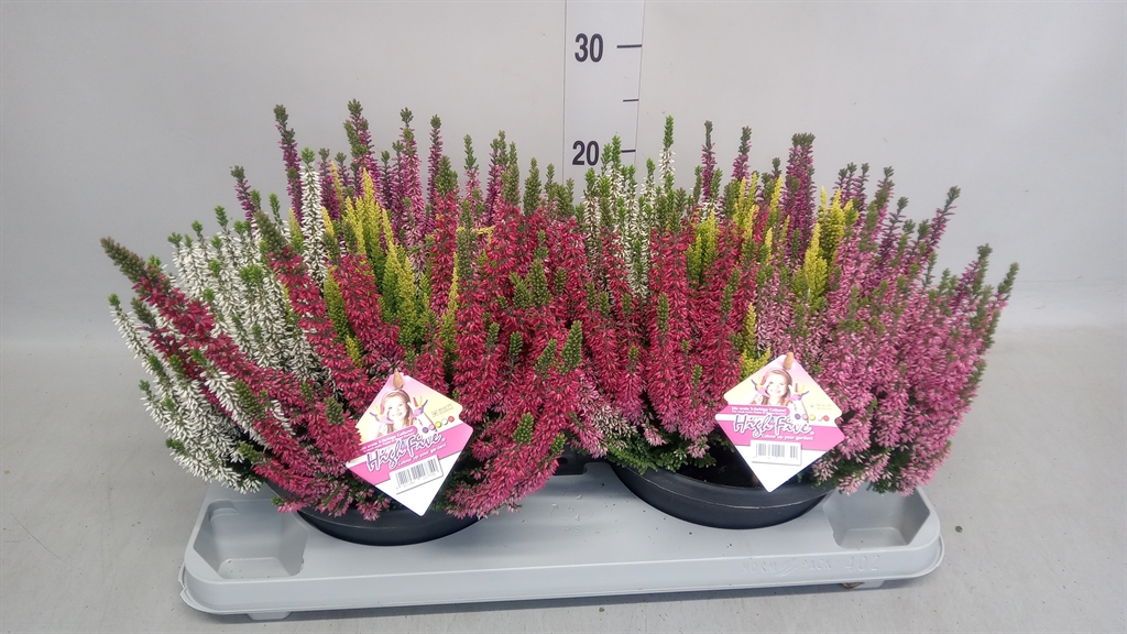 Calluna Vulgaris Beauty Ladies High Five Mix 23Ø 30cm