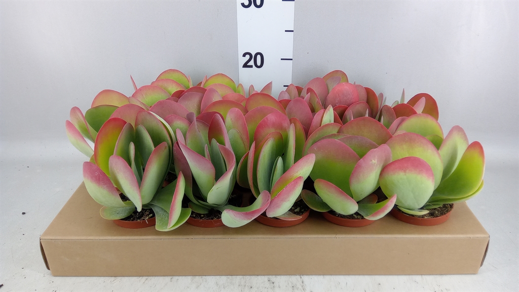 Kalanchoe Thyrsiflora 8Ø 15cm