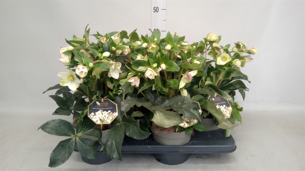 Hell Hgc Inr Earl Sp 17Ø 40cm