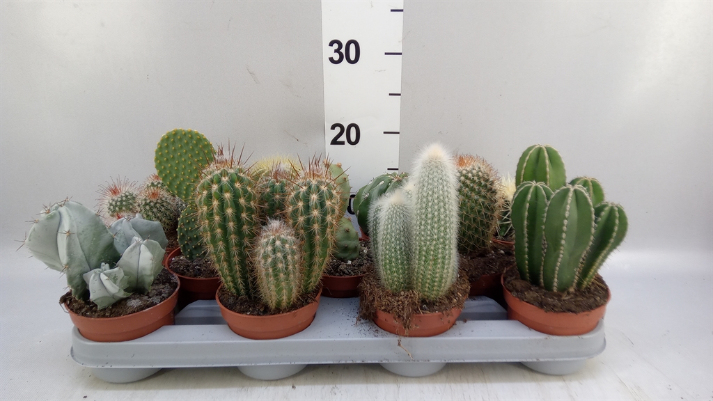 Cactus Gemengd 510Ø 15cm