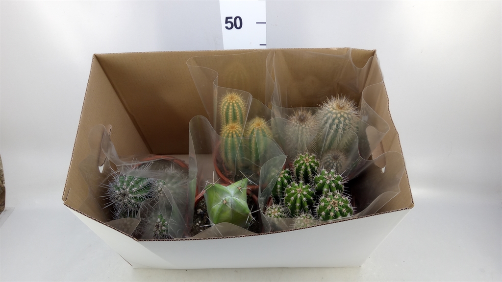 Cactus Mix 17Ø 40cm