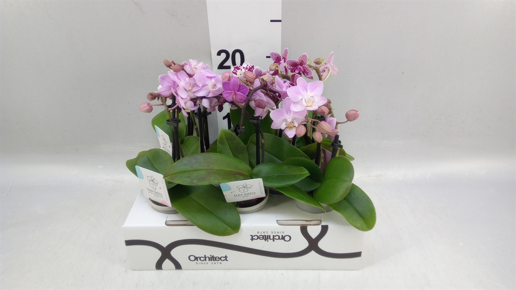 Phalaenopsis Mini 6Ø 17cm 2st
