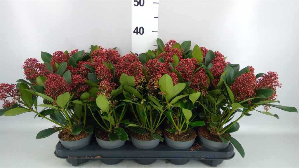 Skimmia Jap Rubella 510Ø 33cm