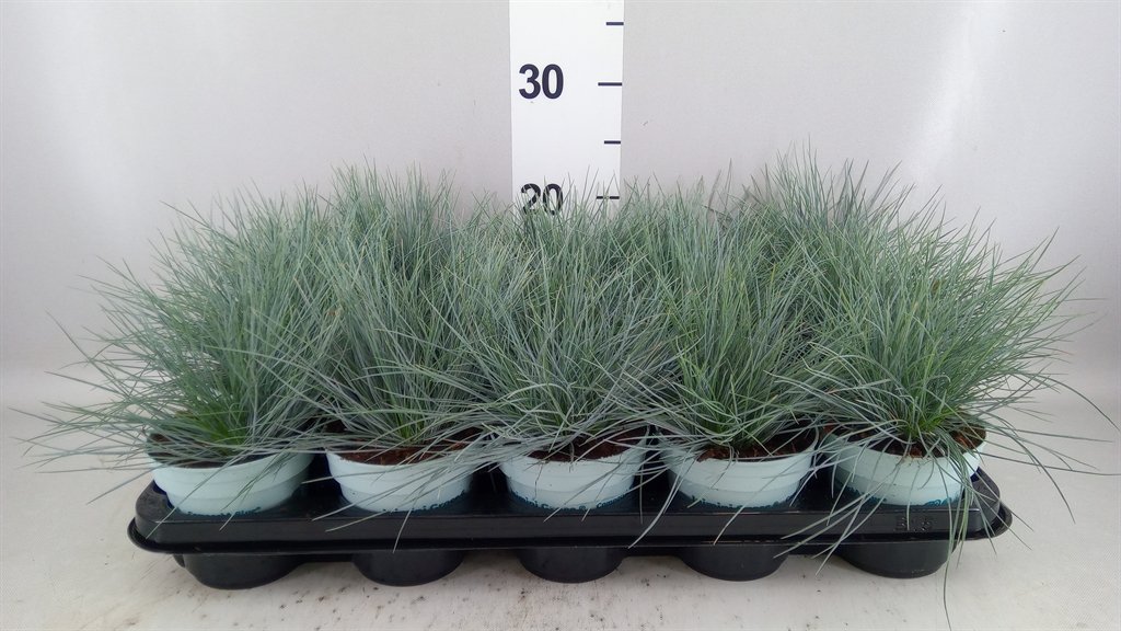 Festuca Compacta Blue 10Ø 25cm