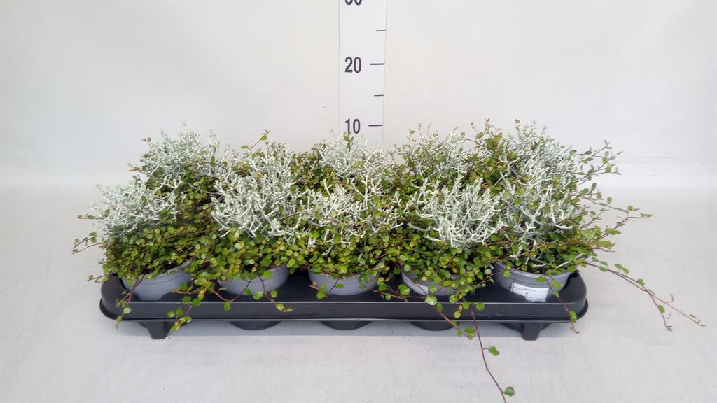 Leucophyta Brownii 11Ø 16cm