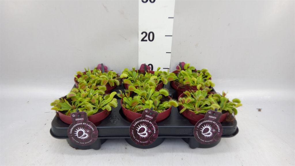 Dionaea Muscipula 12Ø 12cm