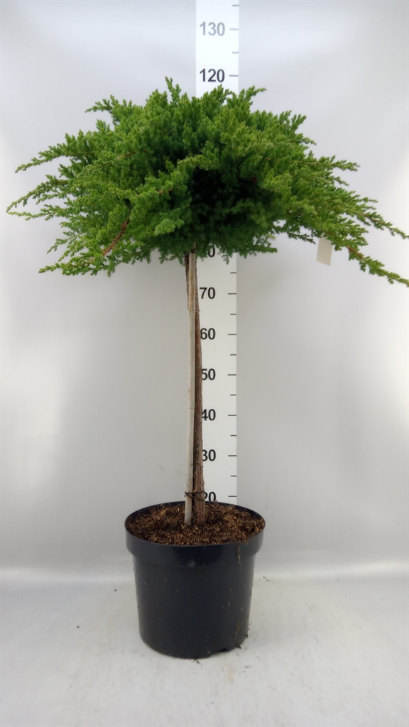 Juni Pr Nana 28Ø 80cm