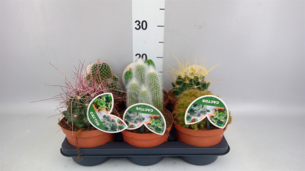 Cactus Mix 14Ø 22cm