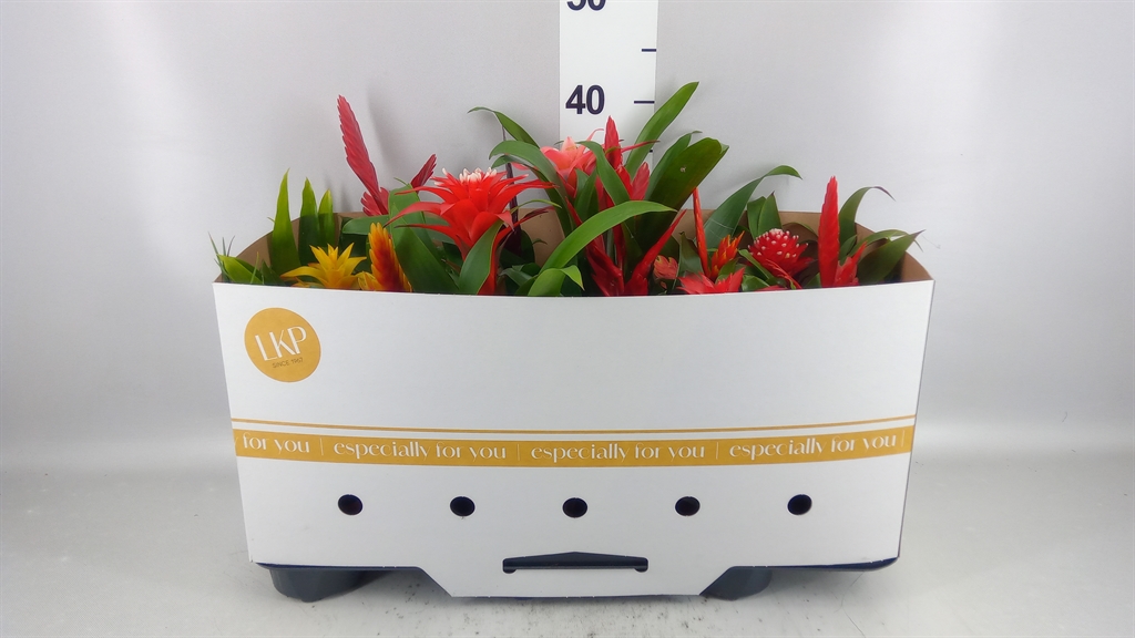 Bromelia Mix 10Ø 25cm