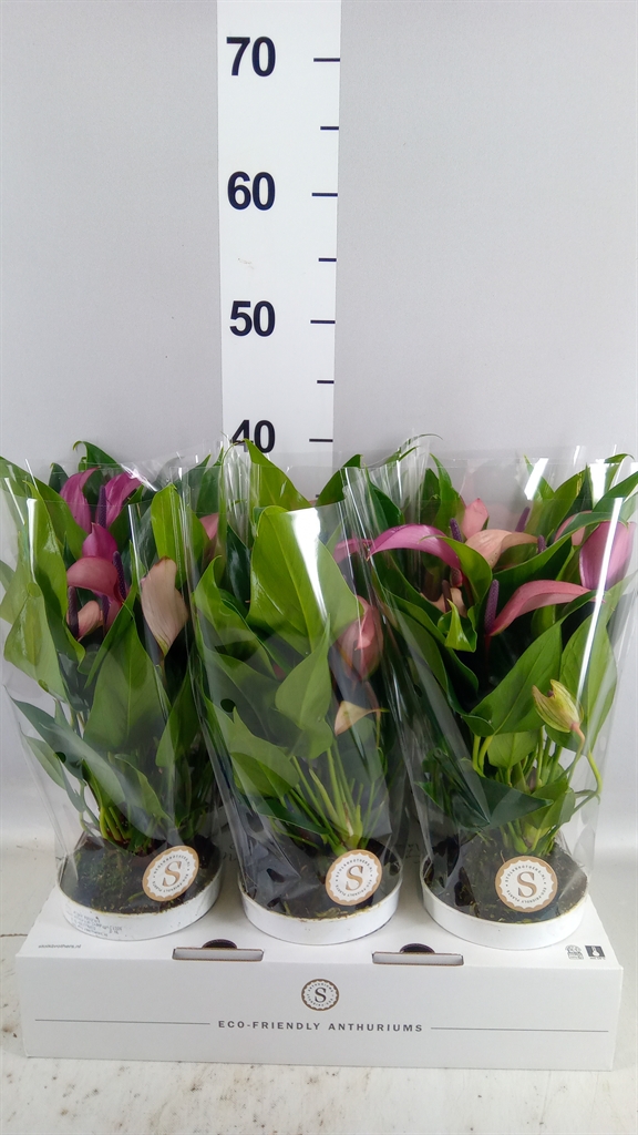 Anthurium Zizou 12Ø 40cm