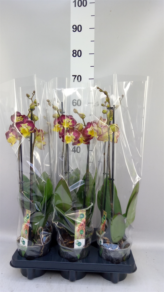 Phal Bee Happy 12Ø 55cm