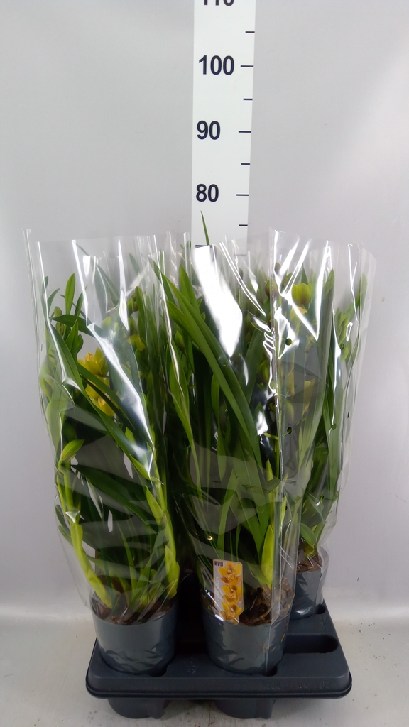 Cymbidium Ov