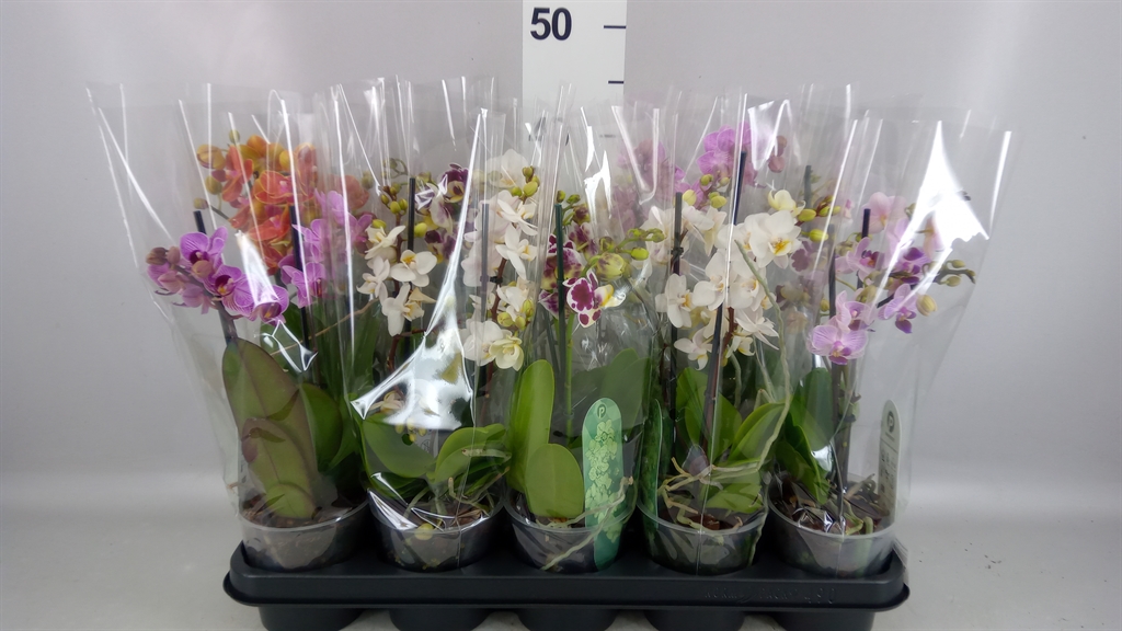 Phalaenopsis Multiflora Mix 4 Colours 12Ø 35cm 2st