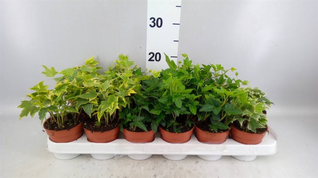 Hedera Helix Mix 9Ø 5cm